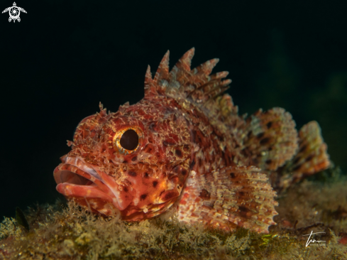 A Scorpaena notata | Small red Scorpionfish