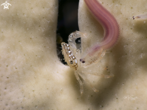 A Hairy Coral Crab and its dinner