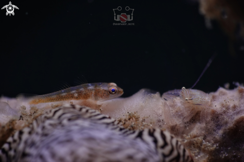 A Bryoninops | Soft Coral Goby