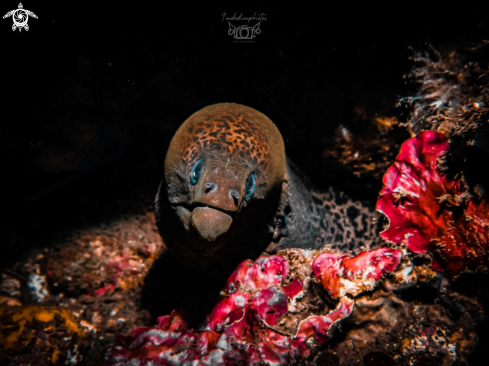 A Moray eel