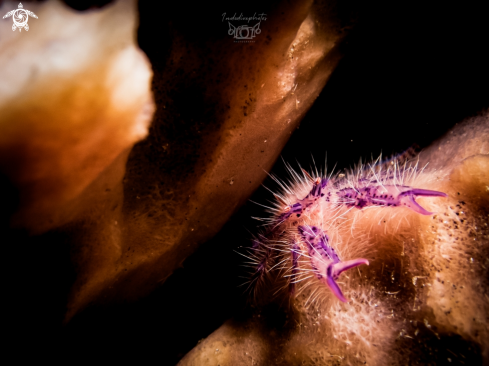 A Lauriea siagiani | Hairy Squat Lobster