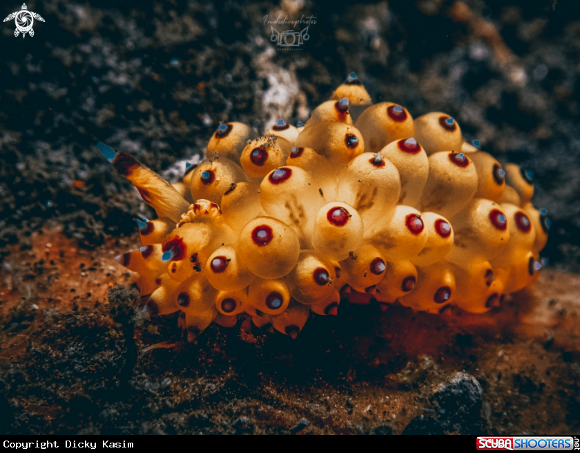 A Sea slug Janolus