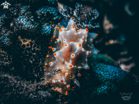 A Halgerda batangas | Halgerda nudibranch