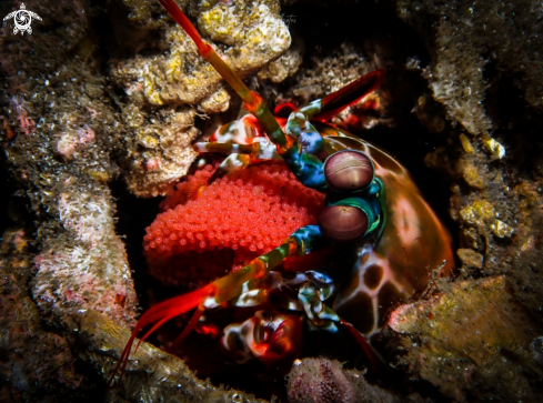 A Peacock Mantis Shrimp