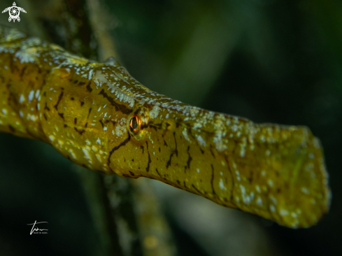 A Sygnathus typhle | Broadnosed Pipefish