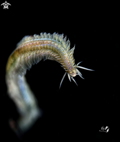 A Polychaete Worm  | Polychaete Worm