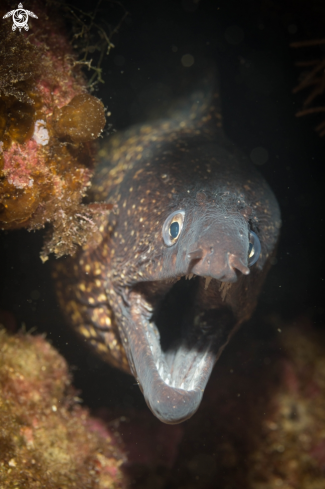 A Mediterranean Moray