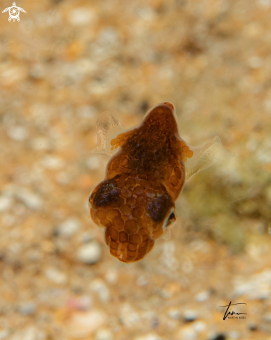 A Sepiola rondeleti | Dwarf Bobtail Squid