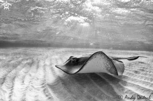 A Dasyatis americana | Southern Stingray