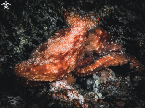 A Starry Night Octopus