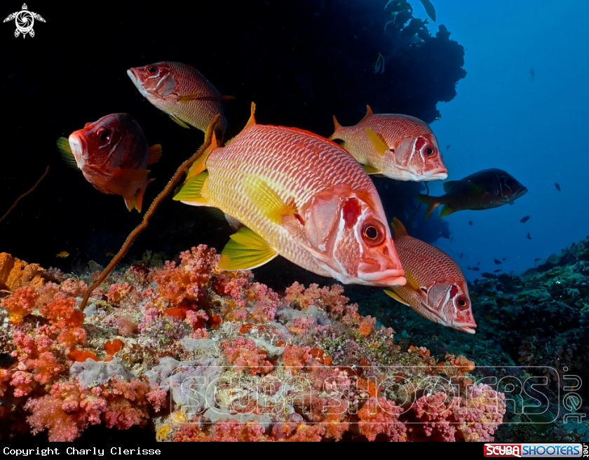 A Giant Squirrelfish