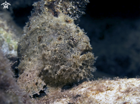 A Antennarius multiocellatus | Longlure Frogfish