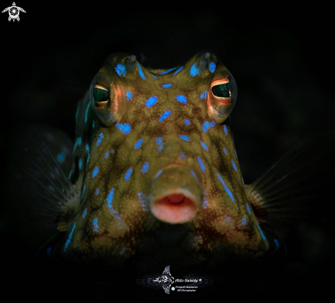 A Lactoria fornasini (Bianconi, 1846)  | Thornback Cowfish