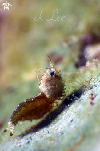 A Sashimi shrimp 