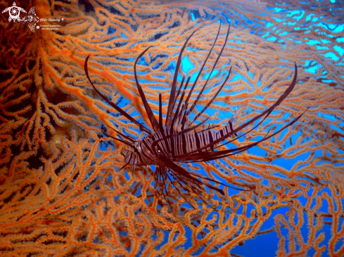 A Lion Fish Juvenil