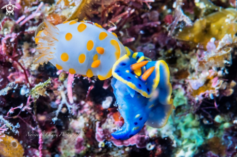 A Gymnodoris impudica (left),  Hypselodoris festiva (right) | Colorful sea slugs