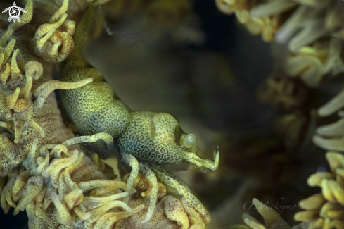 A Anker’s Whip Coral Shrimp (Pontonides ankeri)