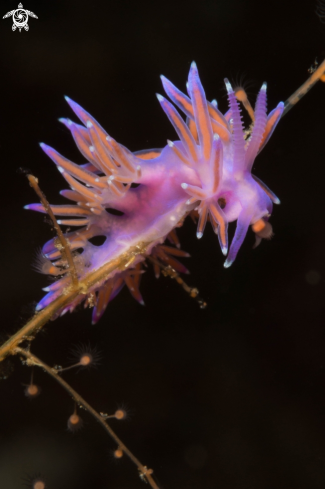 A Flabellina rosa