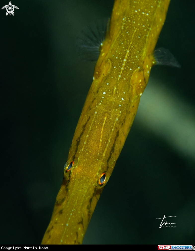 A Broadnosed Pipefish