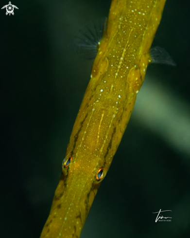 A Broadnosed Pipefish