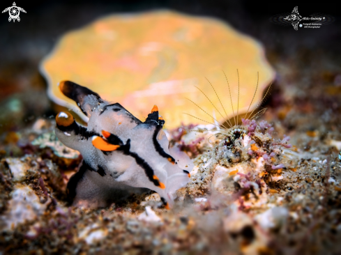 A Nudibranch