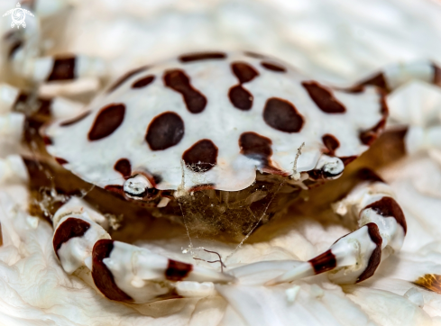 A Sea Cucumber Swimming Crab