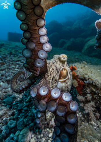 A Common Octopus