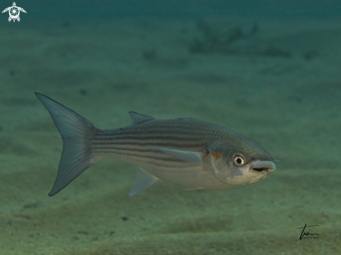 A Chelon labrosus | Thick lip grey Mullet