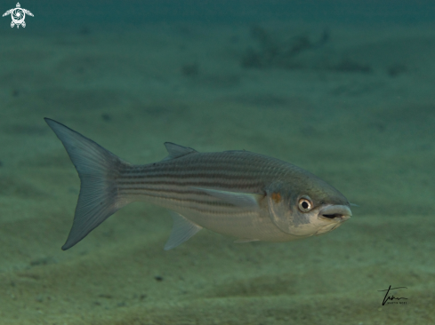 A Thick lip grey Mullet