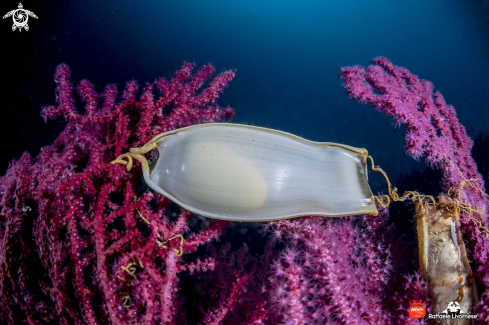 A Shark egg