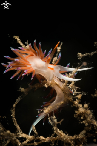 A Cratena peregrina nudibranch | Cratena peregrina nudibranch