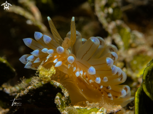 A Antiopella cristata | Antiopella cristata