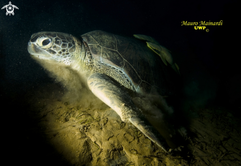 A Green turtle