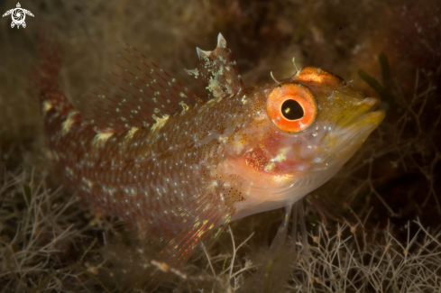 A Trypterigion Tripteronotus | Peperoncino