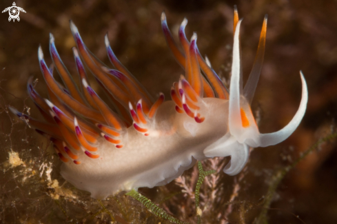 A Cratena peregrina nudibranch | Cratena peregrina nudibranch