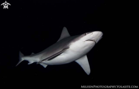 A Sandbar Shark