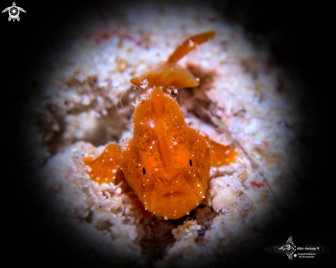 A Frogfish Juvenil