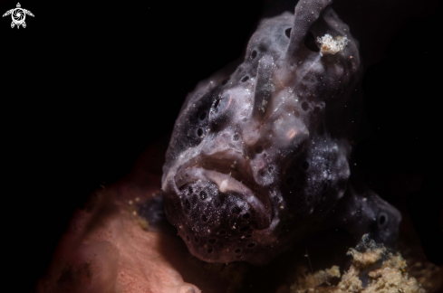 A Frogfish