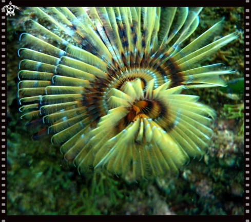 A underwater creature