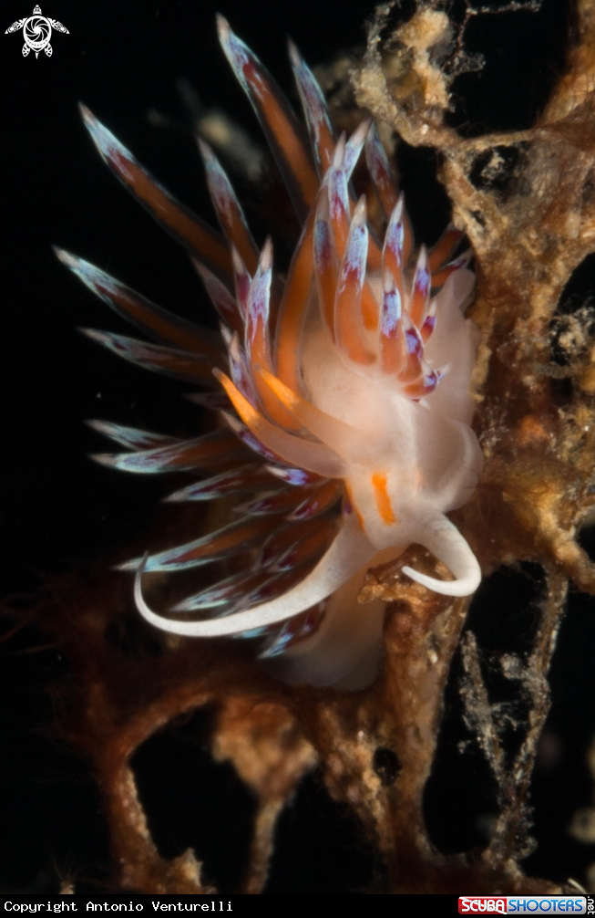 A Cratena peregrina nudibranch