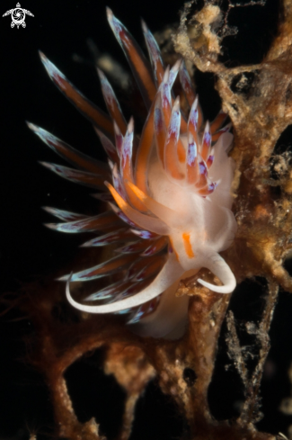 A Cratena peregrina nudibranch | Cratena peregrina nudibranch