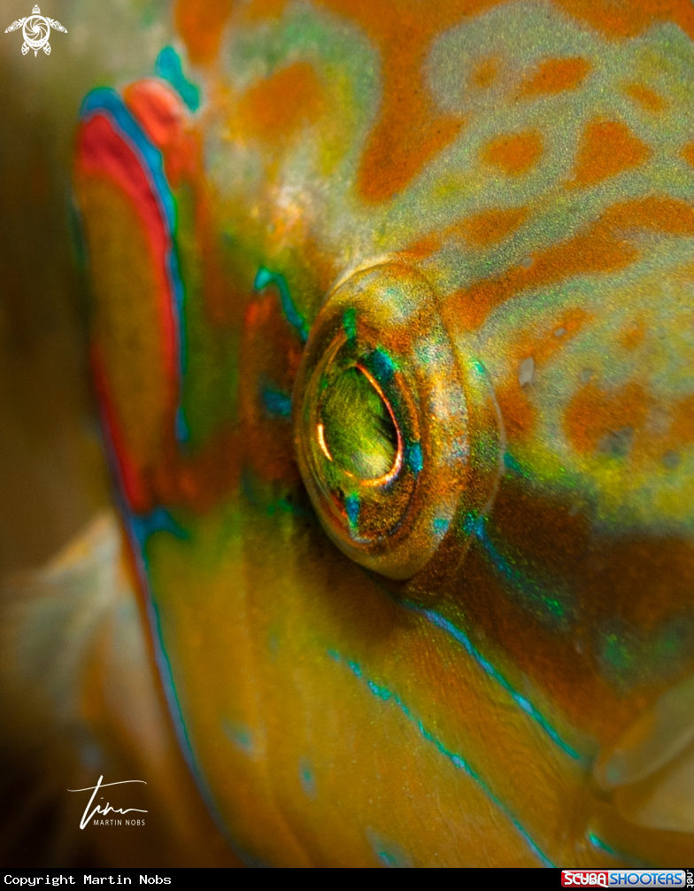 A Ocellated Wrasse
