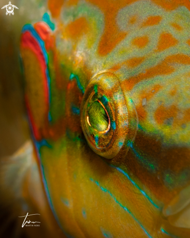 A Ocellated Wrasse