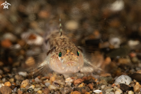 A Sand goby