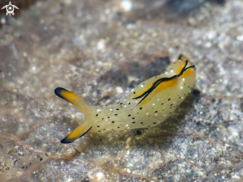 A Elysia ornata | Juvenile Ornate Elysia