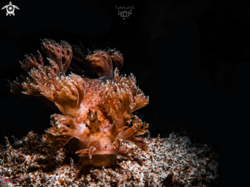 A Marioni sp | Marioni nudibranch