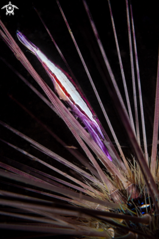 A Stegopontonia commensalis | Purple Urchin Shrimp