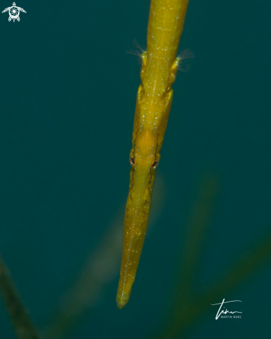 A Broadnoased Pipefish