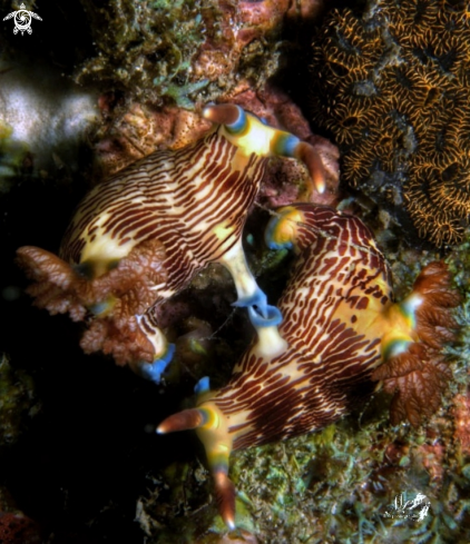 A Nembrotha lineolata nudibranch 