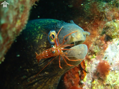 Mediterranean moray